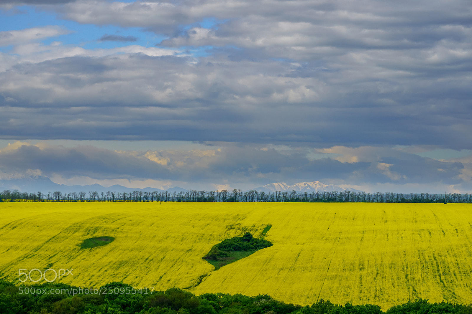 Sony ILCA-77M2 sample photo. In fields of blooming photography