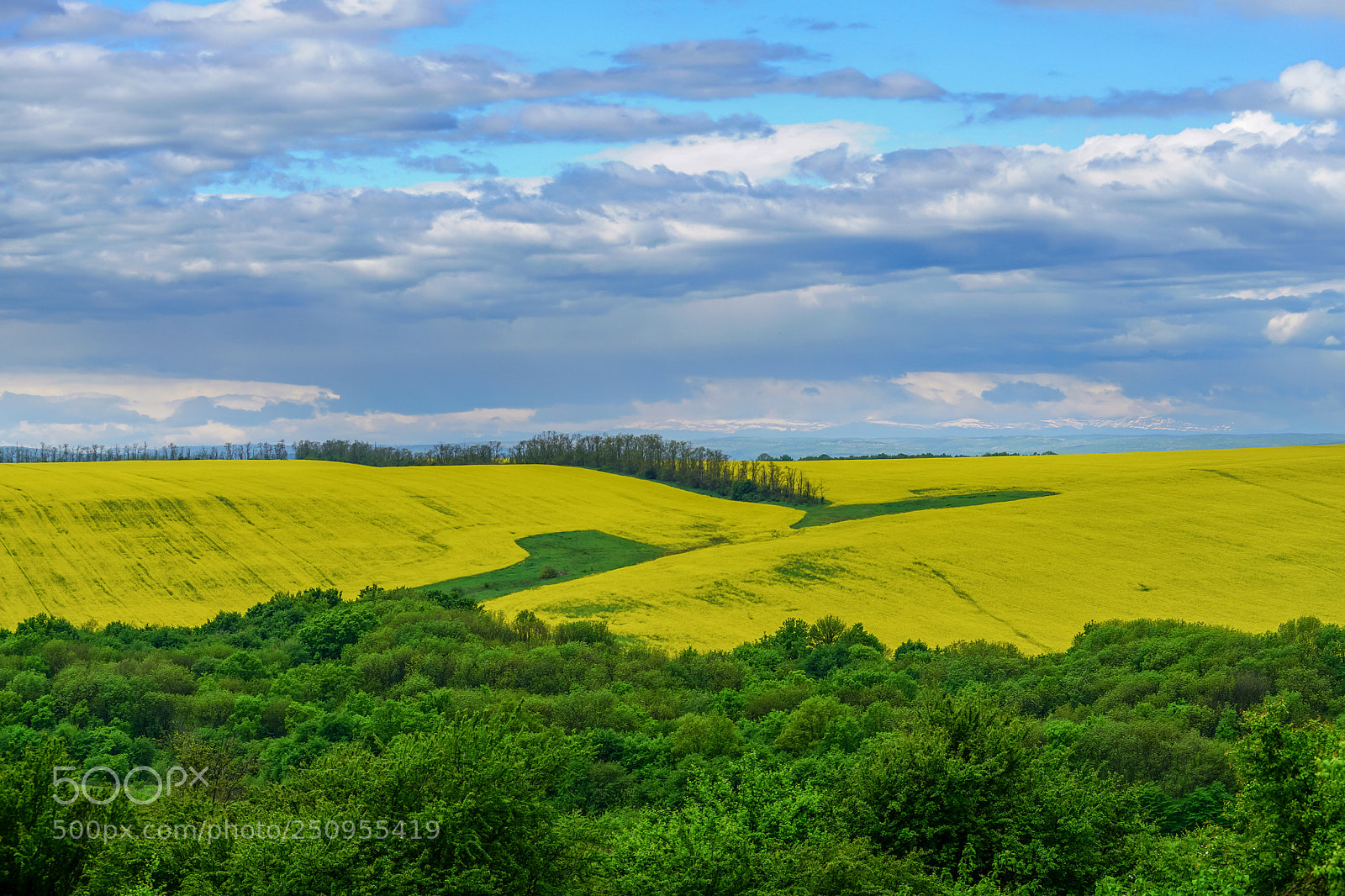 Sony ILCA-77M2 sample photo. In fields of blooming photography
