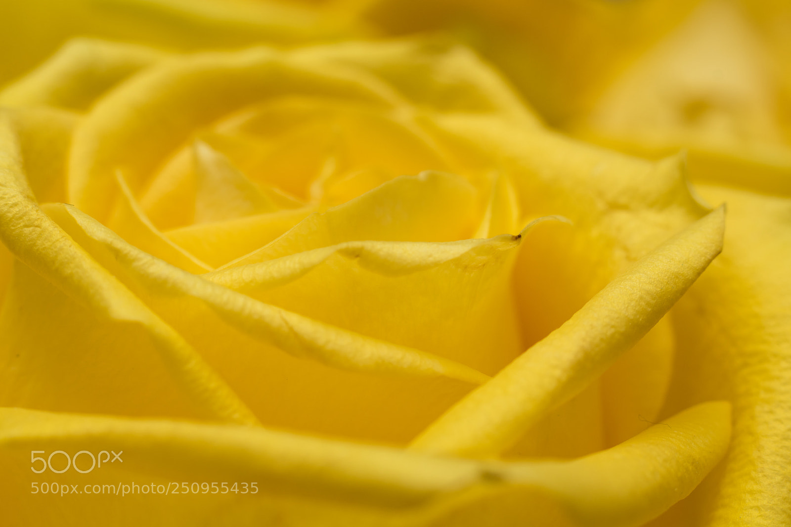 Canon EOS 80D sample photo. Yellow rose photography