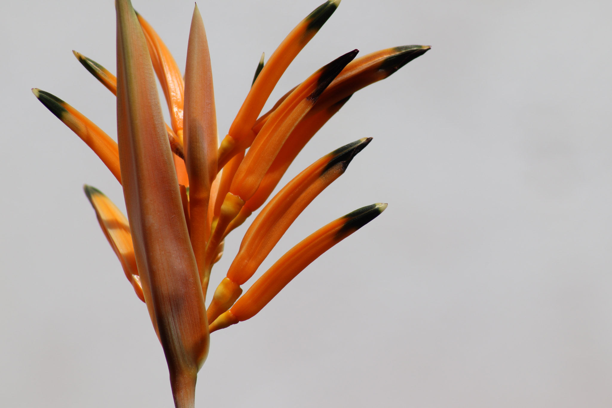 Canon EOS 77D (EOS 9000D / EOS 770D) sample photo. Heliconias photography