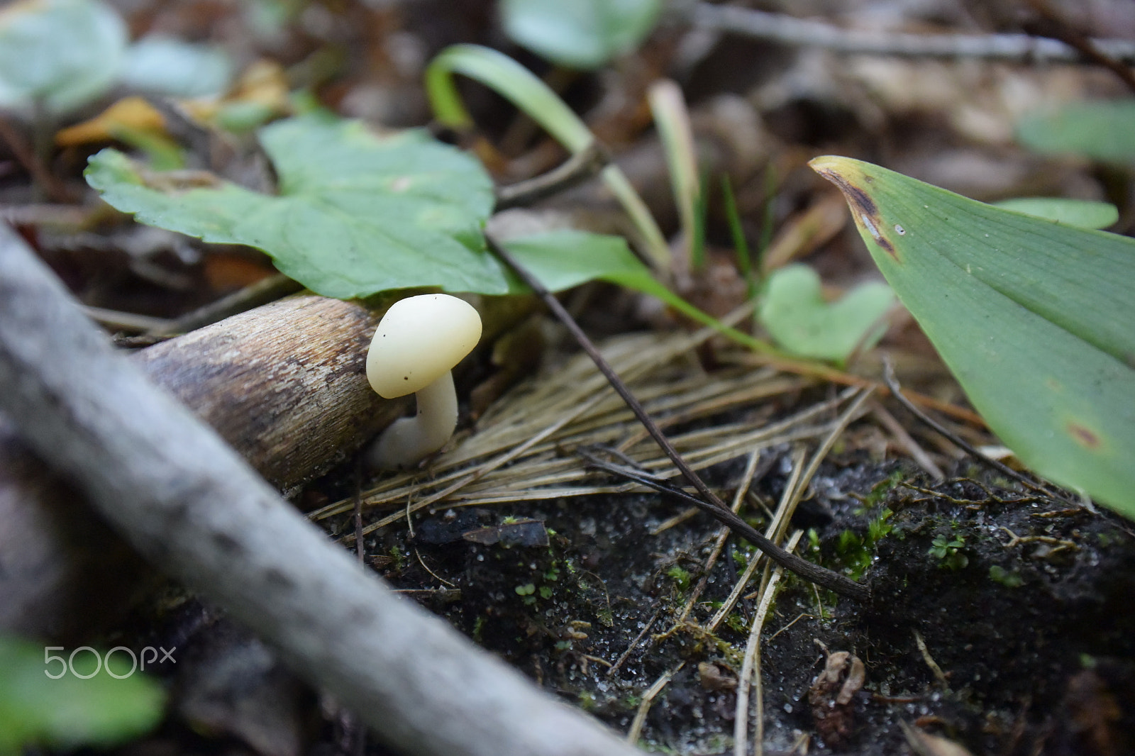 Nikon 1 J4 sample photo. Mushroom 5 photography