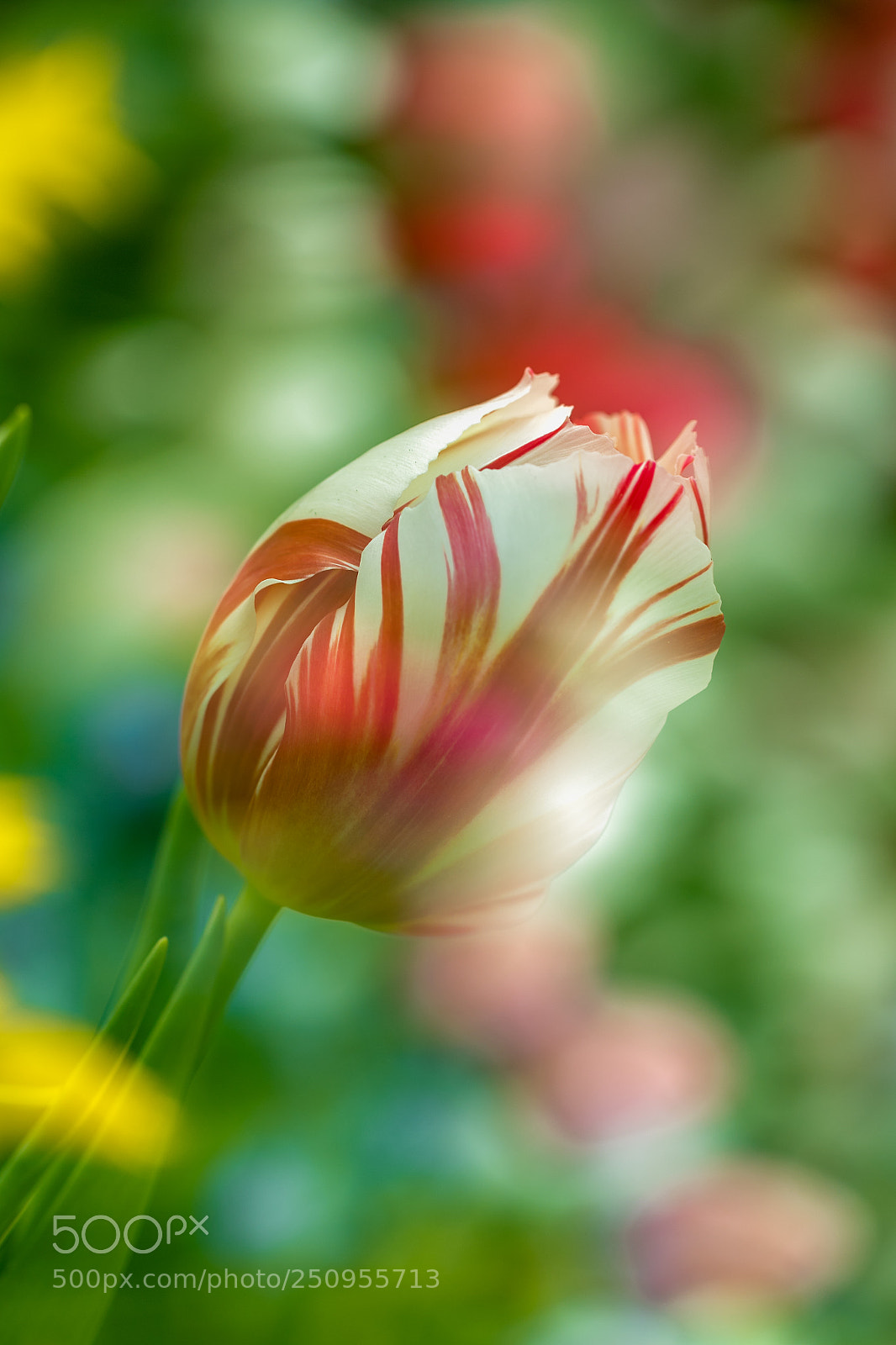 Canon EOS 7D Mark II sample photo. Tulip abstract photography
