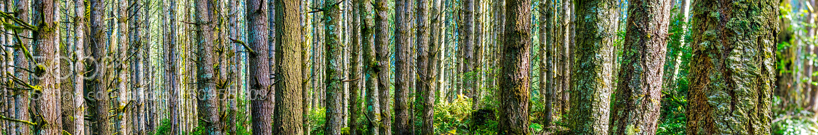 Pentax K-3 II sample photo. Almere forest pano photography