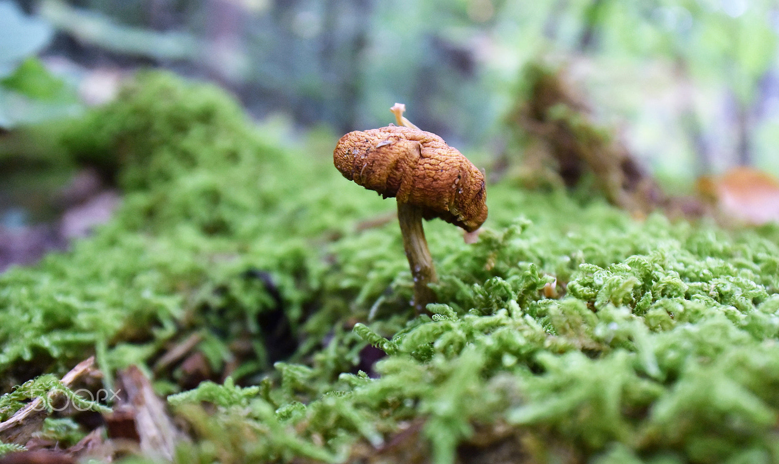 Nikon 1 J4 sample photo. Mushroom 6 photography