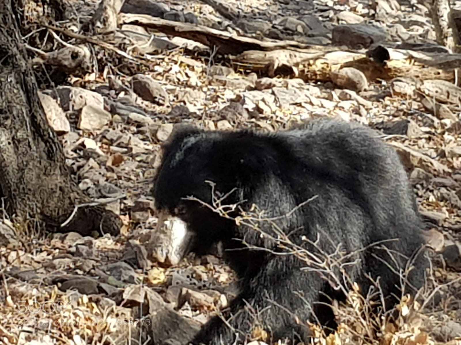 Samsung Galaxy S8 sample photo. Sloth bear photography