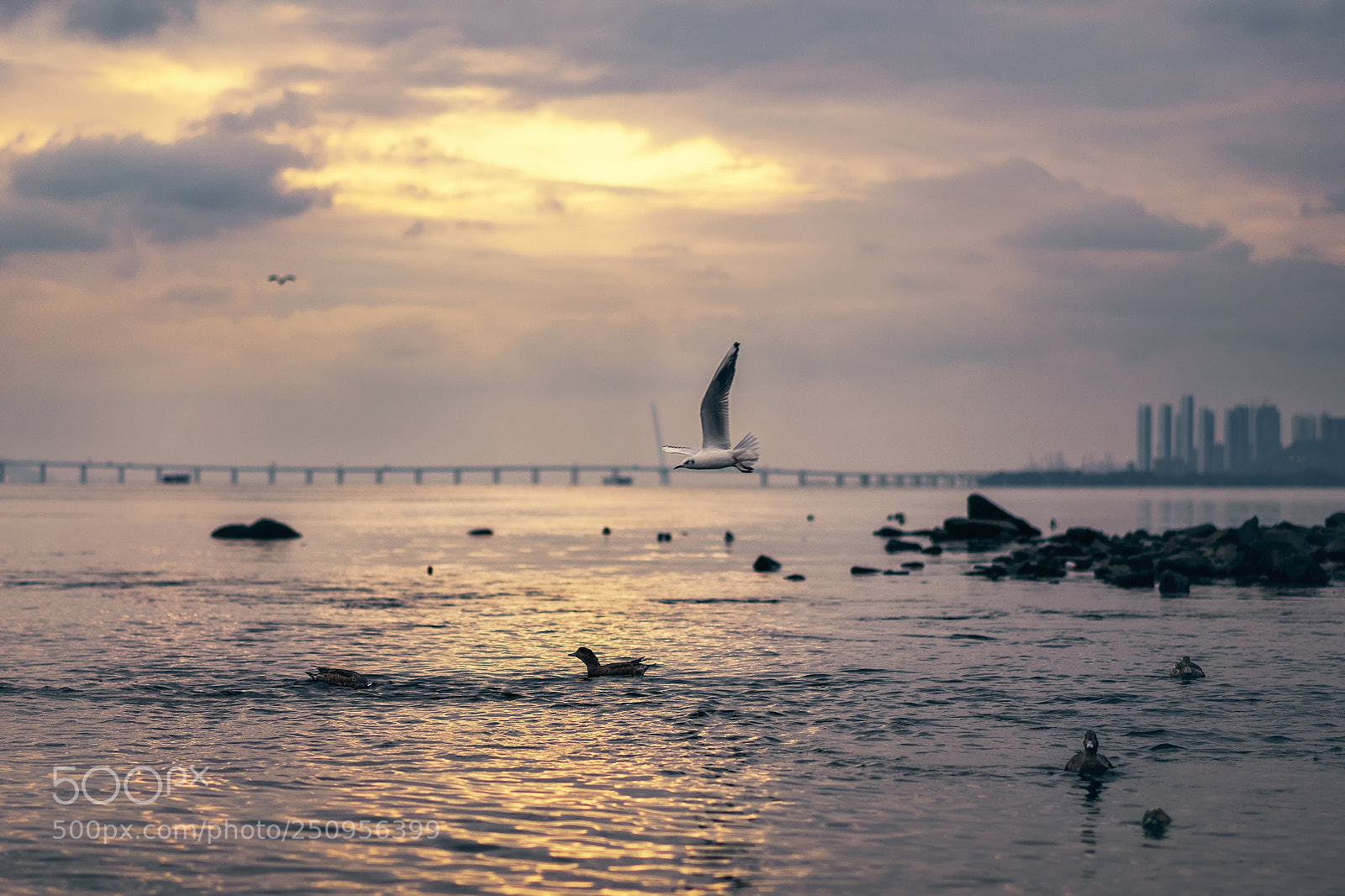 Sony a7 sample photo. 低空飞行 photography