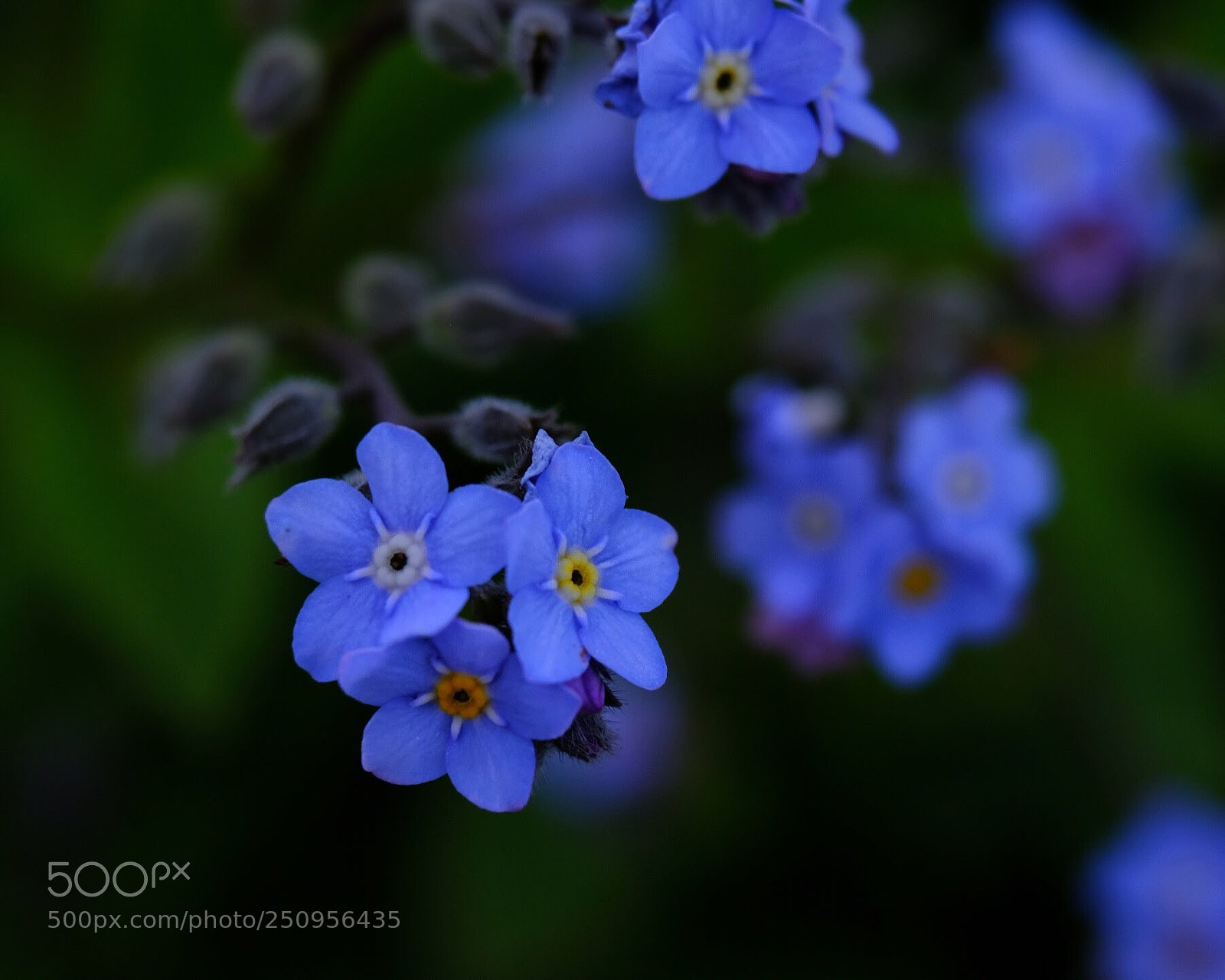 Fujifilm X-T20 sample photo. Little beauty  photography