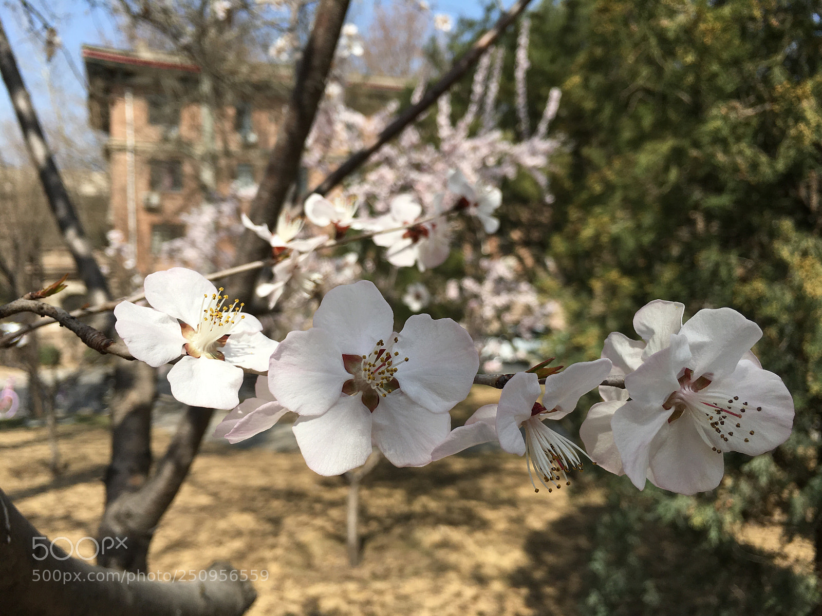 Apple iPhone 6s Plus sample photo. Untitled photography