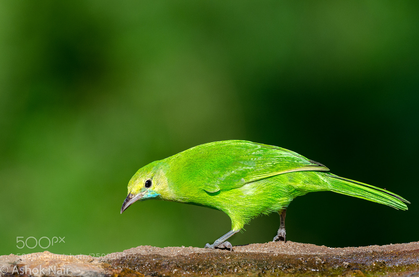 Nikon D5100 sample photo. Jerdon's leafbird photography