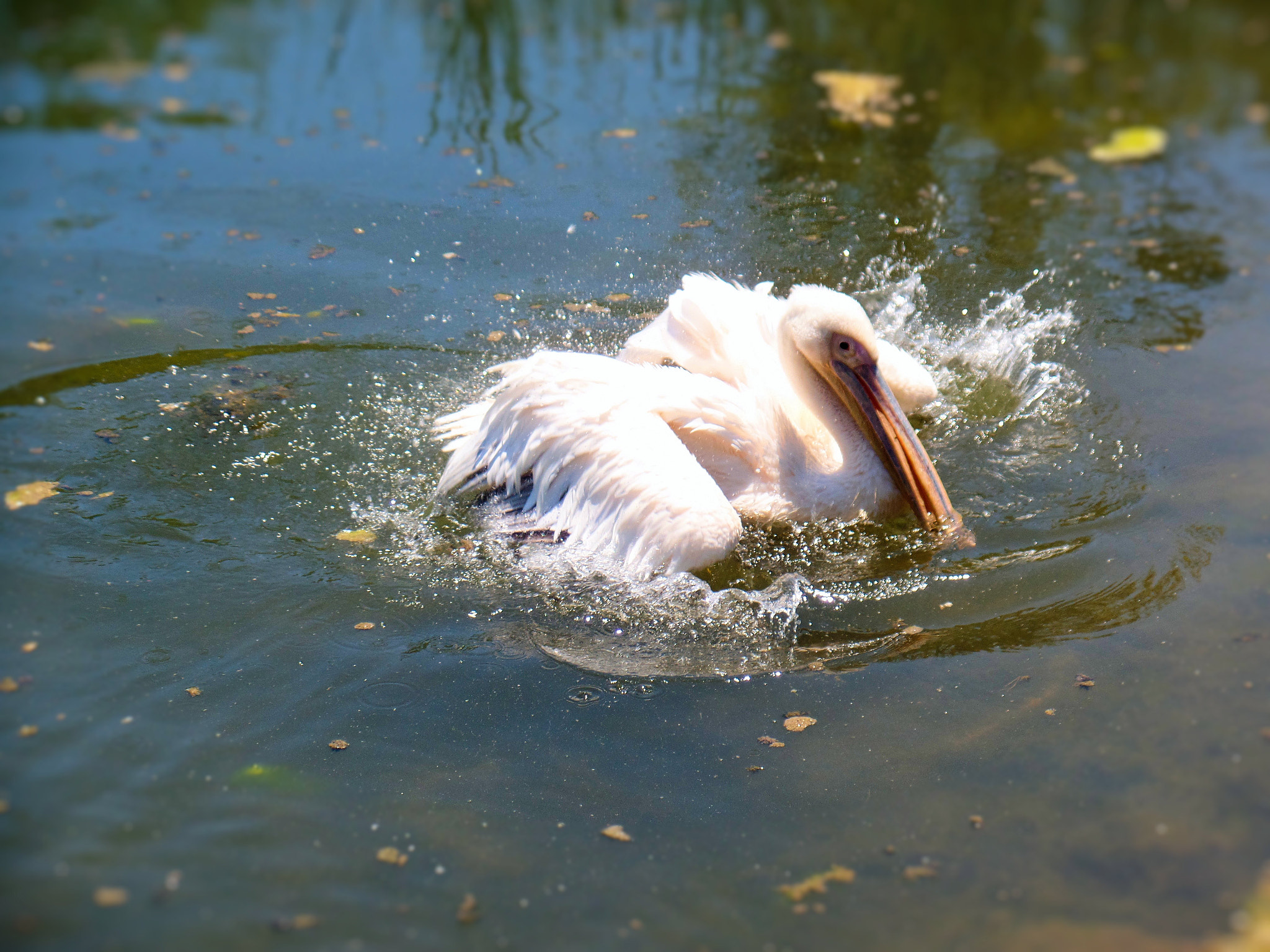 Samsung WB350F/WB351F/WB352F sample photo