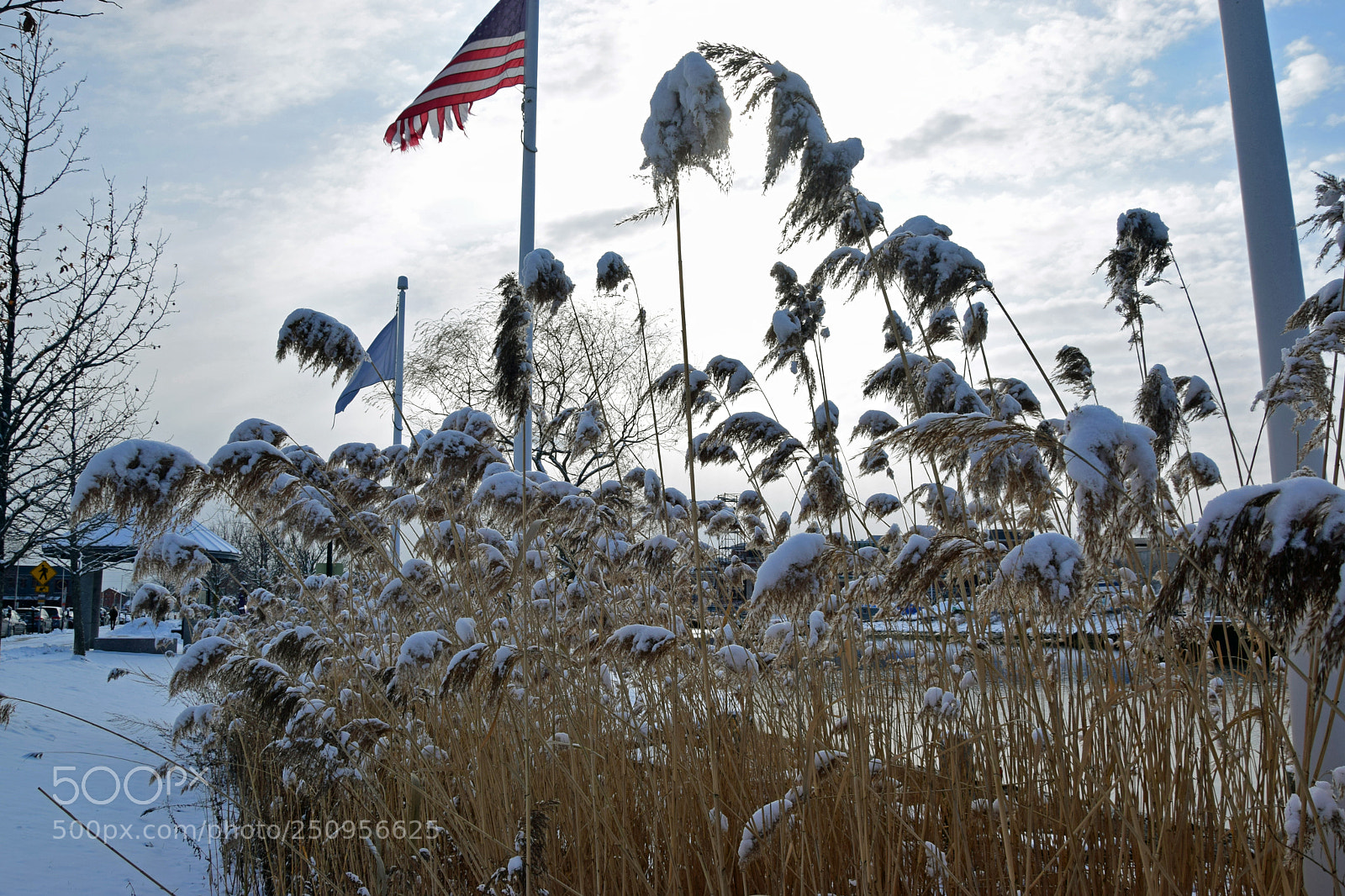 Nikon D5300 sample photo. Snowy cat tails photography