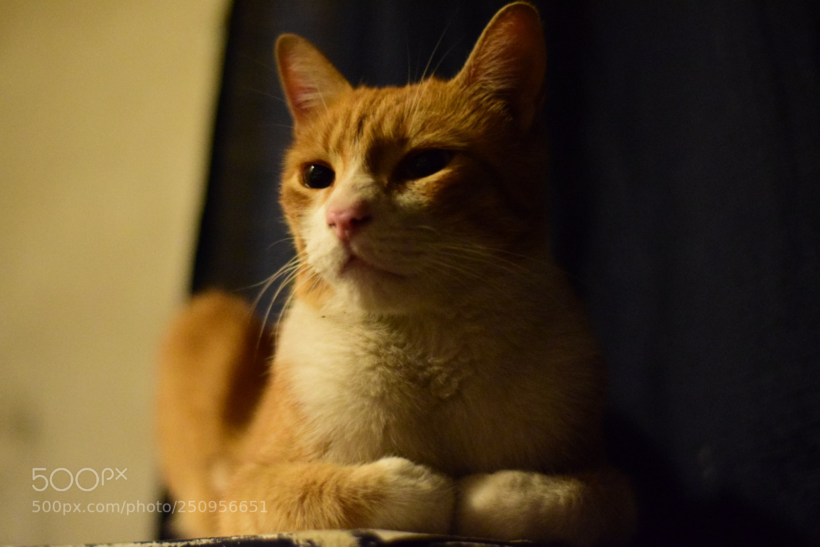 Nikon D5300 sample photo. Numidos photography