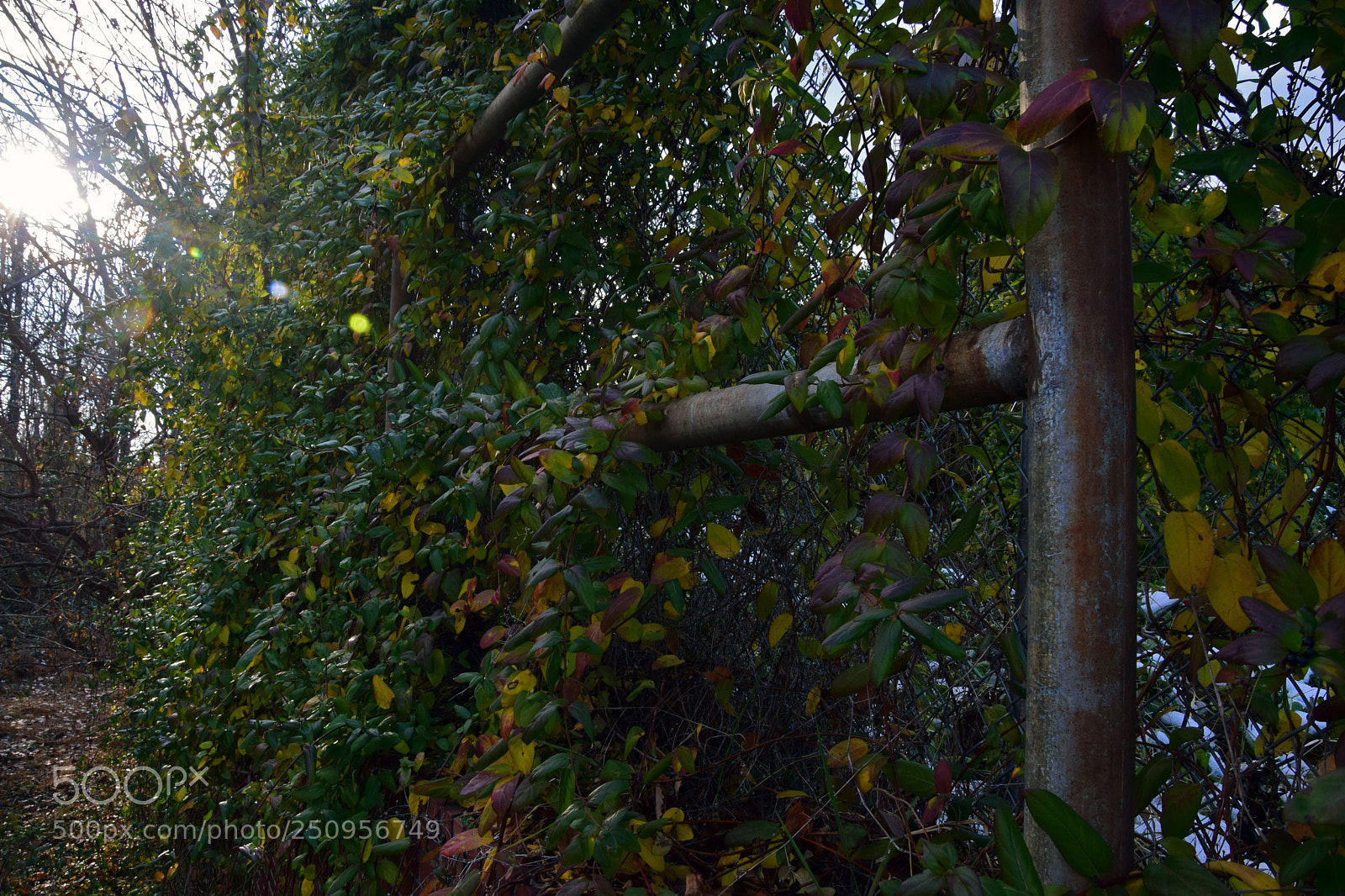 Nikon D5300 sample photo. Fence photography