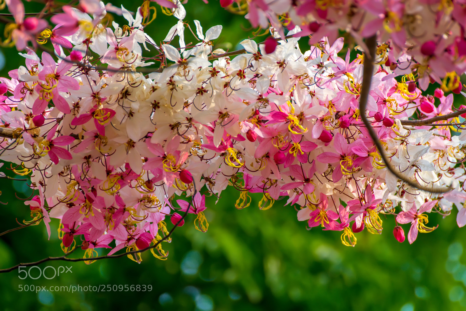 Nikon D5300 sample photo. Pink flower of wishing photography