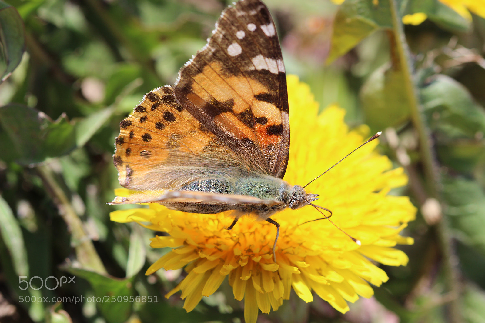 Canon EOS 600D (Rebel EOS T3i / EOS Kiss X5) sample photo. Painted lady vanessa cardui photography