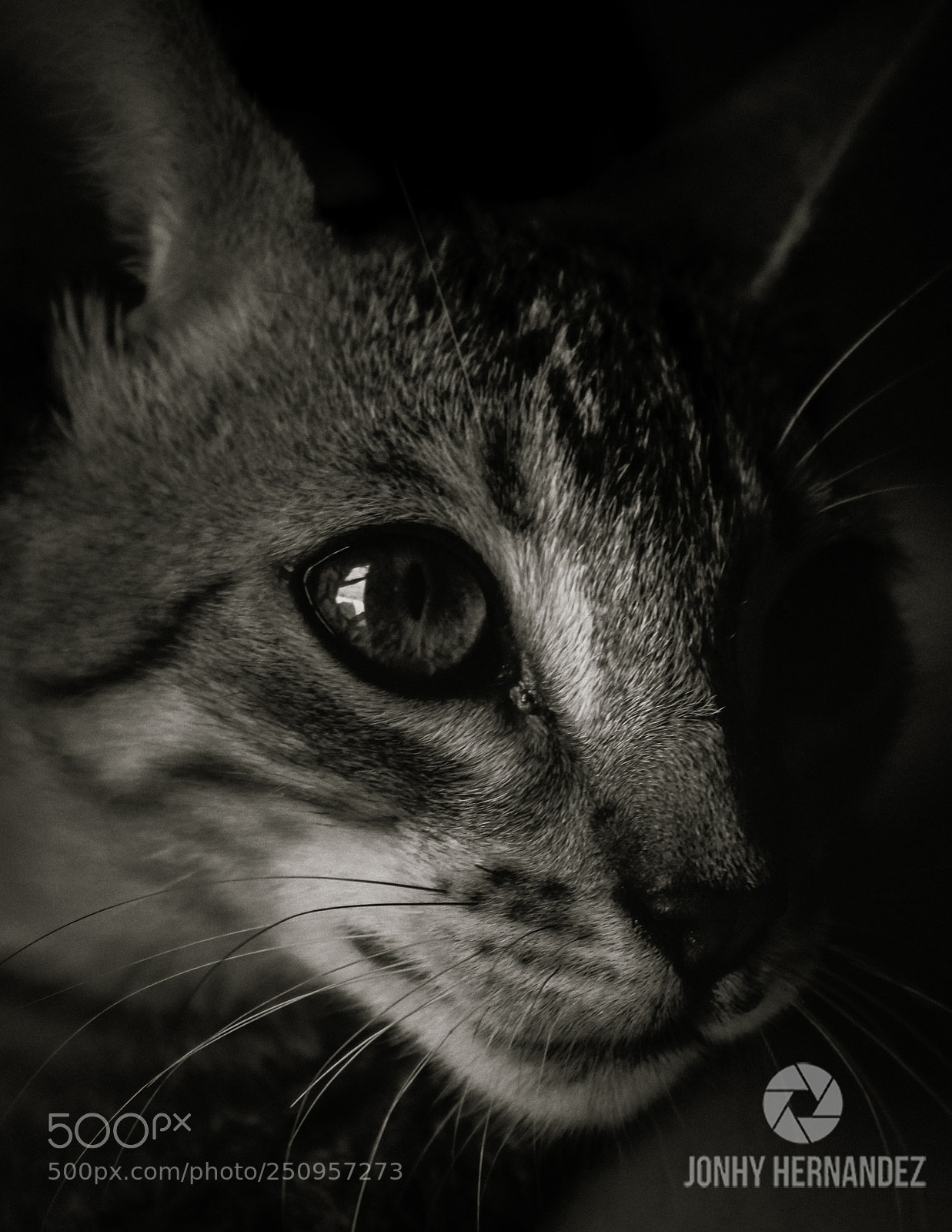 Canon EOS 1300D (EOS Rebel T6 / EOS Kiss X80) sample photo. Kitty photography