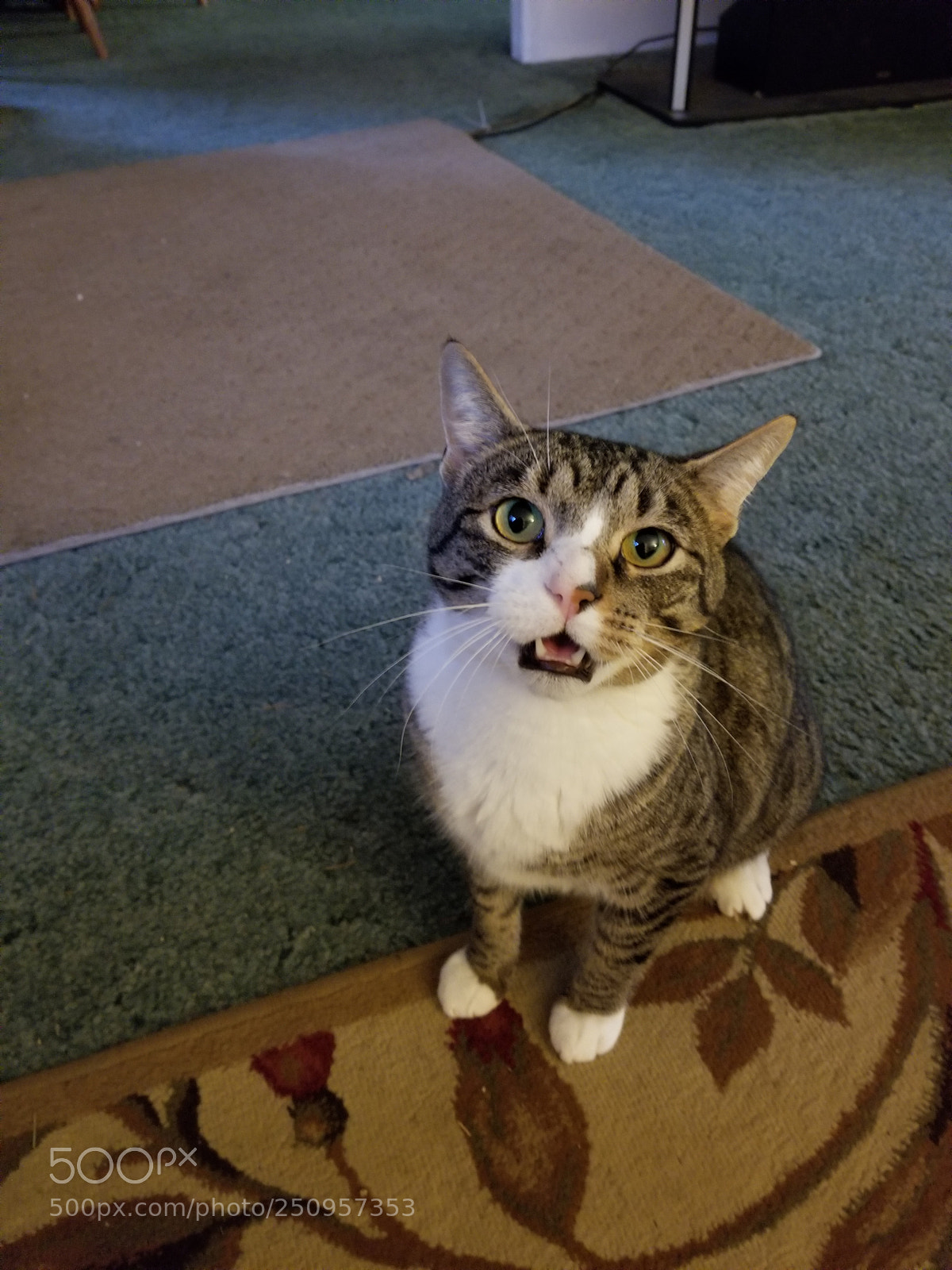 Samsung Galaxy S8+ sample photo. Sisco the talking cat photography