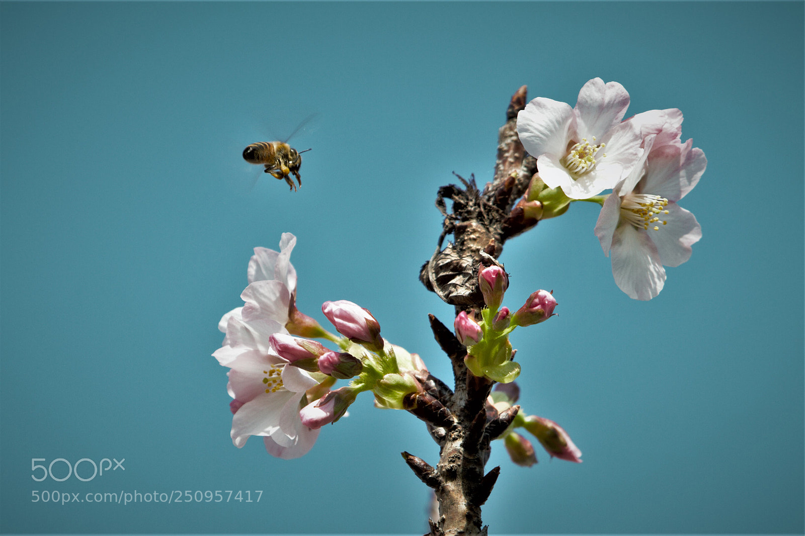 Canon EOS 7D sample photo. Permission to land photography