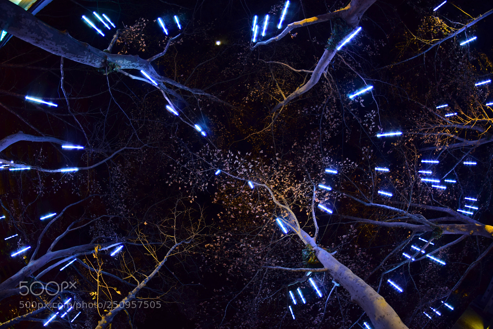 Nikon D5300 sample photo. Treelights photography