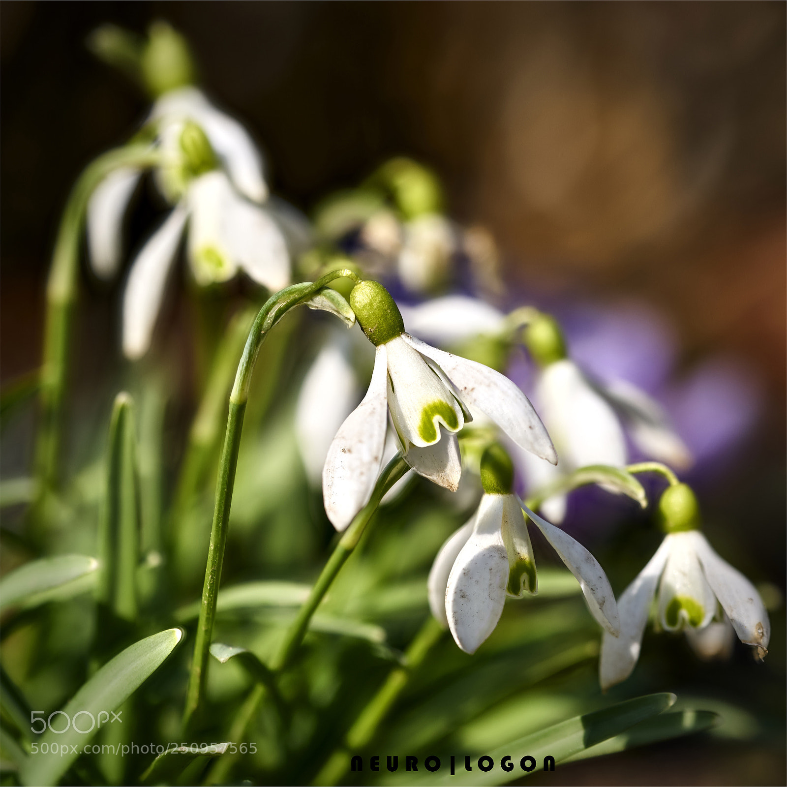 Sony a7R II sample photo. Spring hope photography