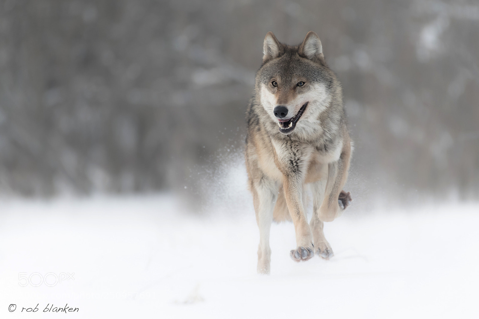 Nikon D850 sample photo. Gray wolf photography