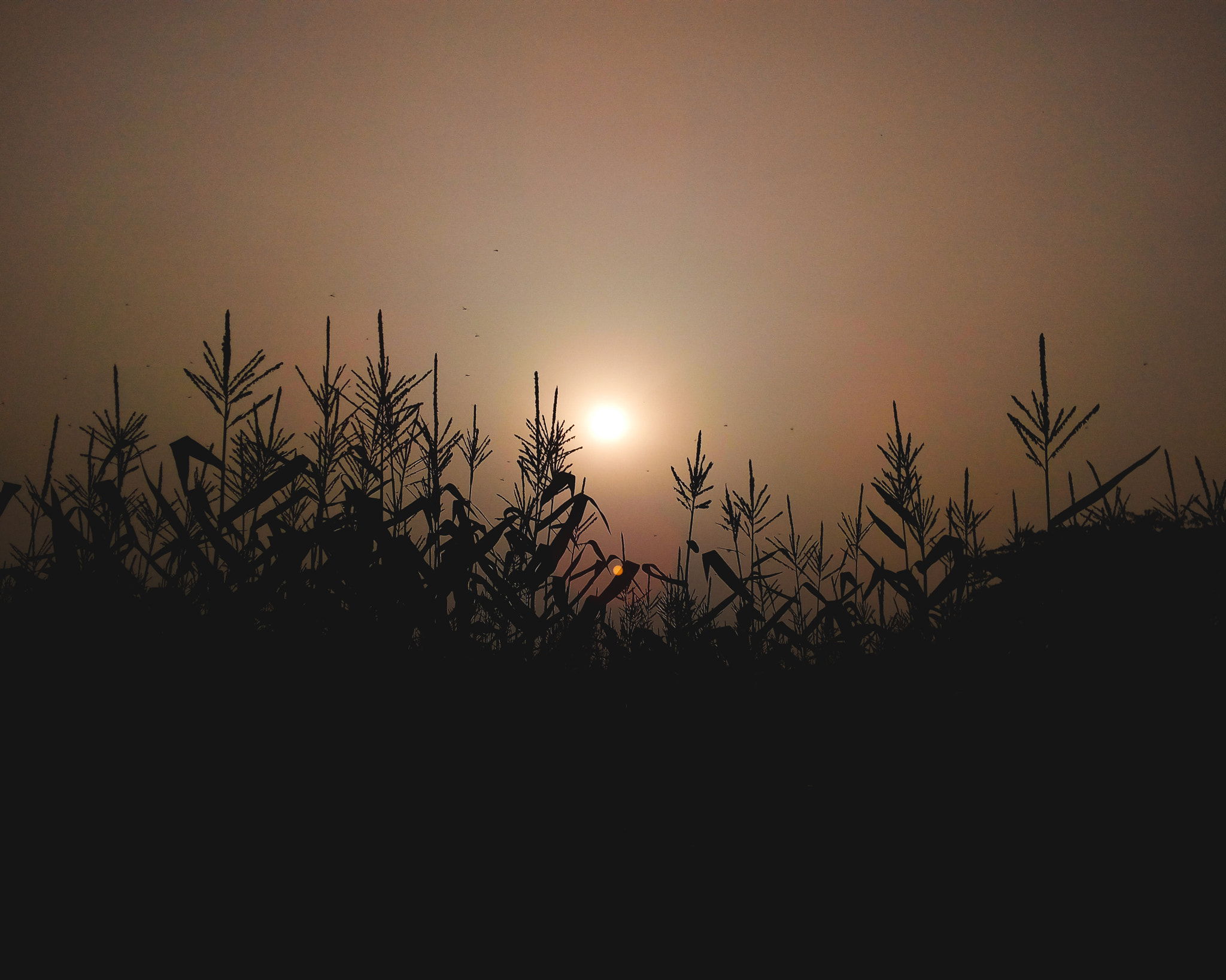Symphony R100 sample photo. Sunset photography