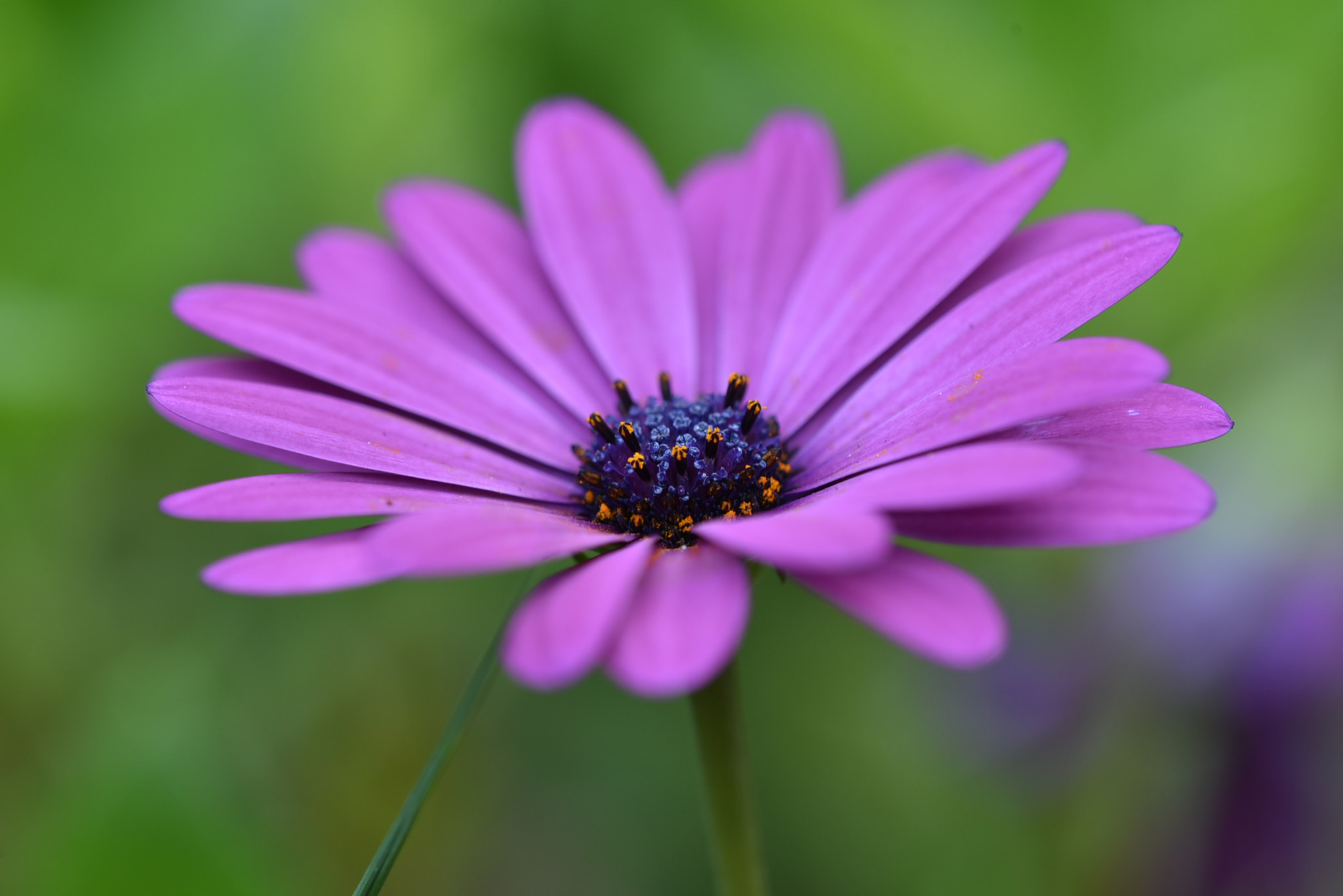 Nikon AF Micro-Nikkor 200mm F4D ED-IF sample photo. Purple petal with blue stamen photography