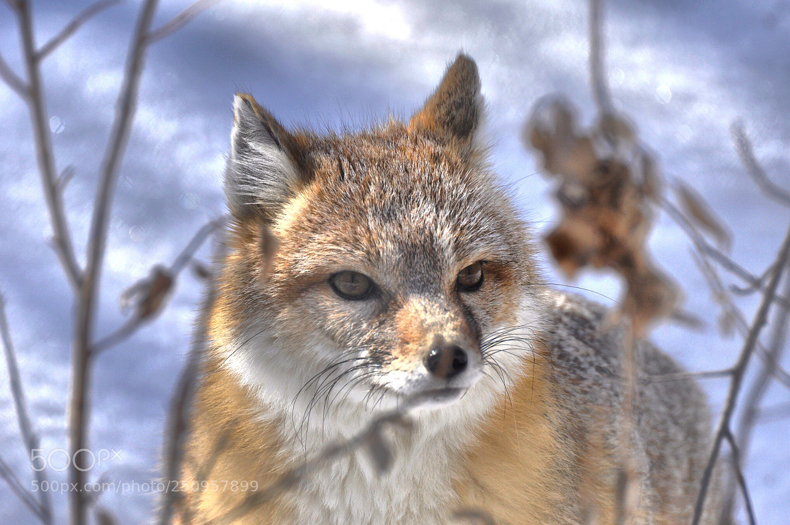 Nikon D90 sample photo. Fox photography