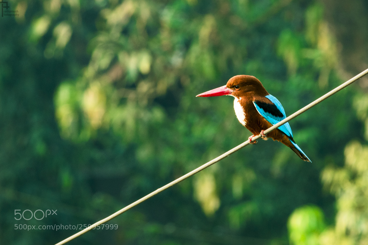 Canon EOS 1300D (EOS Rebel T6 / EOS Kiss X80) sample photo. White throated kingfisher photography