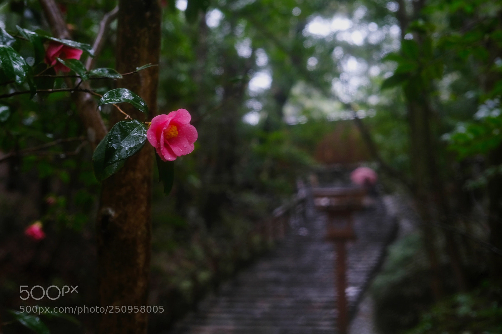 Fujifilm X-Pro2 sample photo. Camellia in the ise photography