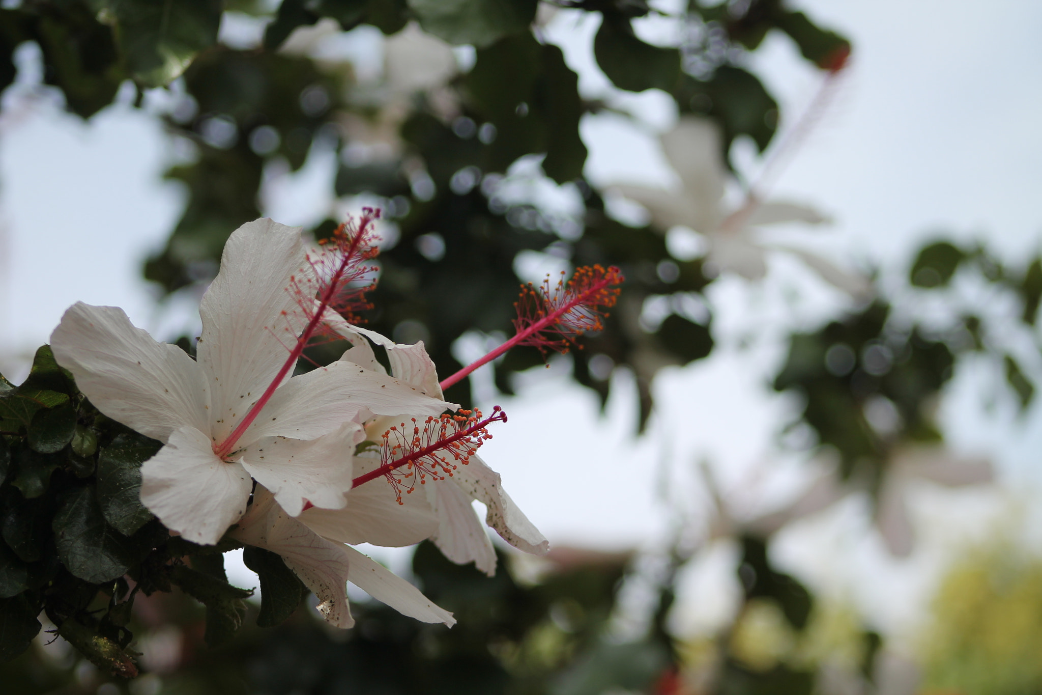 Canon EF 75-300mm f/4-5.6 sample photo. Img photography
