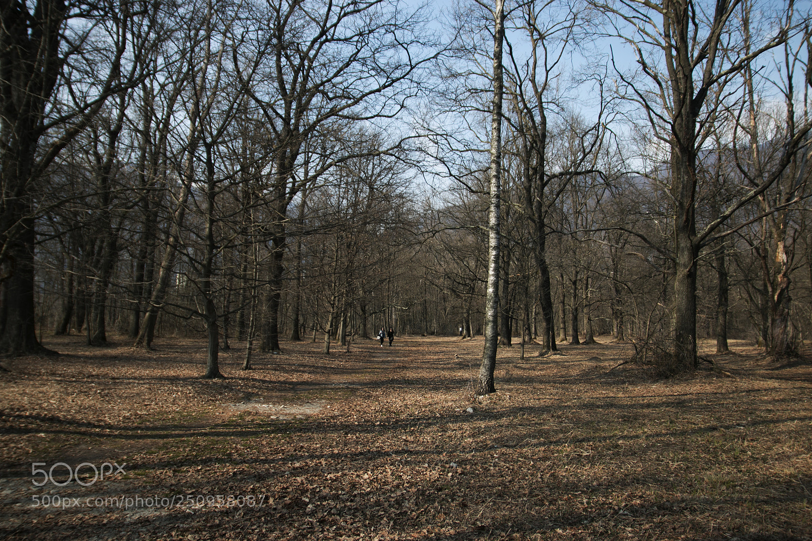 Canon EOS 70D sample photo. Der wald photography