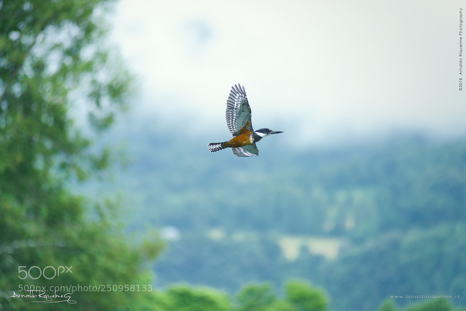Nikon D800 sample photo. Common kingfisher mart n photography