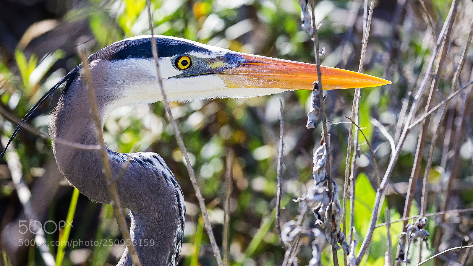 Canon EOS-1D X sample photo. Blue egret photography