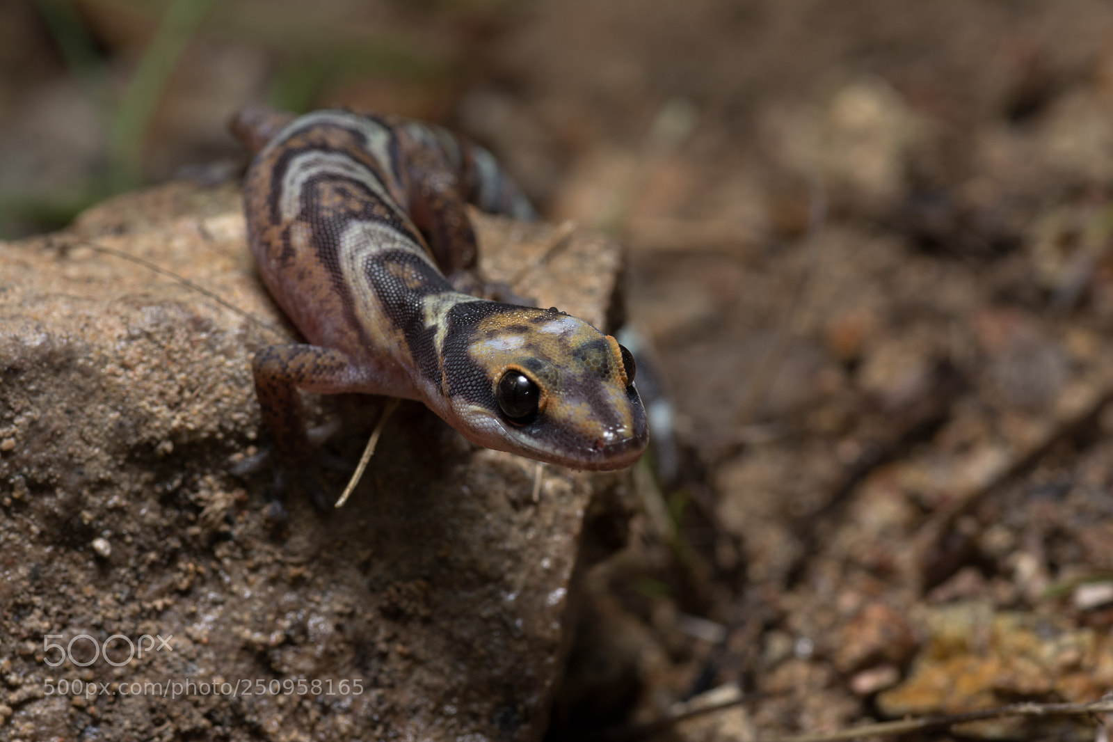 Nikon D5200 sample photo. Northern velvet gecko oedura photography