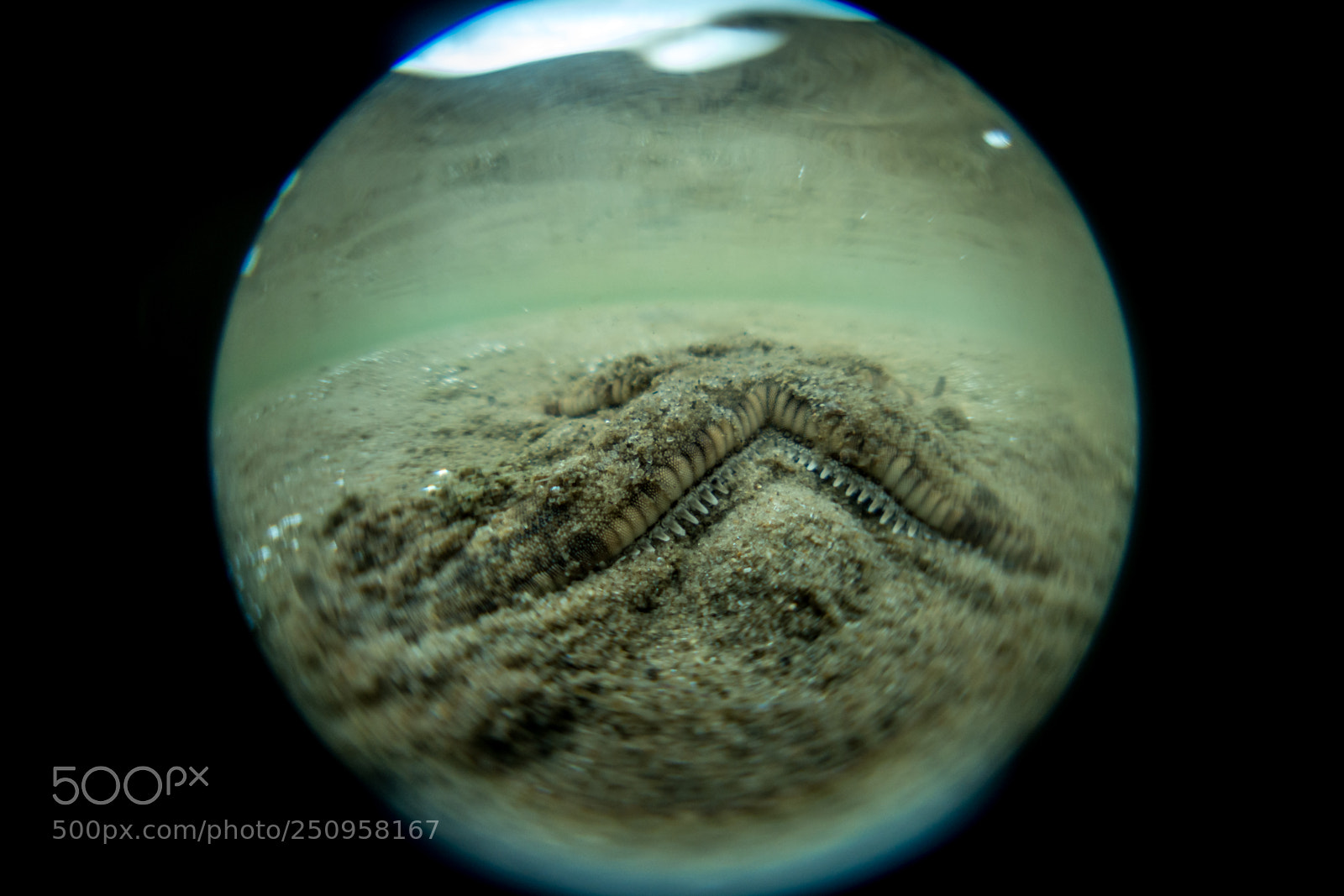 Sony Cyber-shot DSC-RX100 IV sample photo. Astropecten zebra photography
