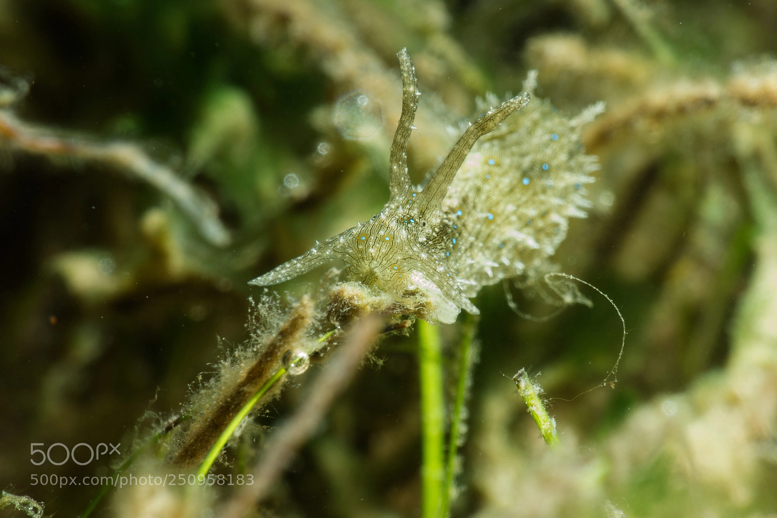 Sony Cyber-shot DSC-RX100 IV sample photo. Stylocheilus striatus photography