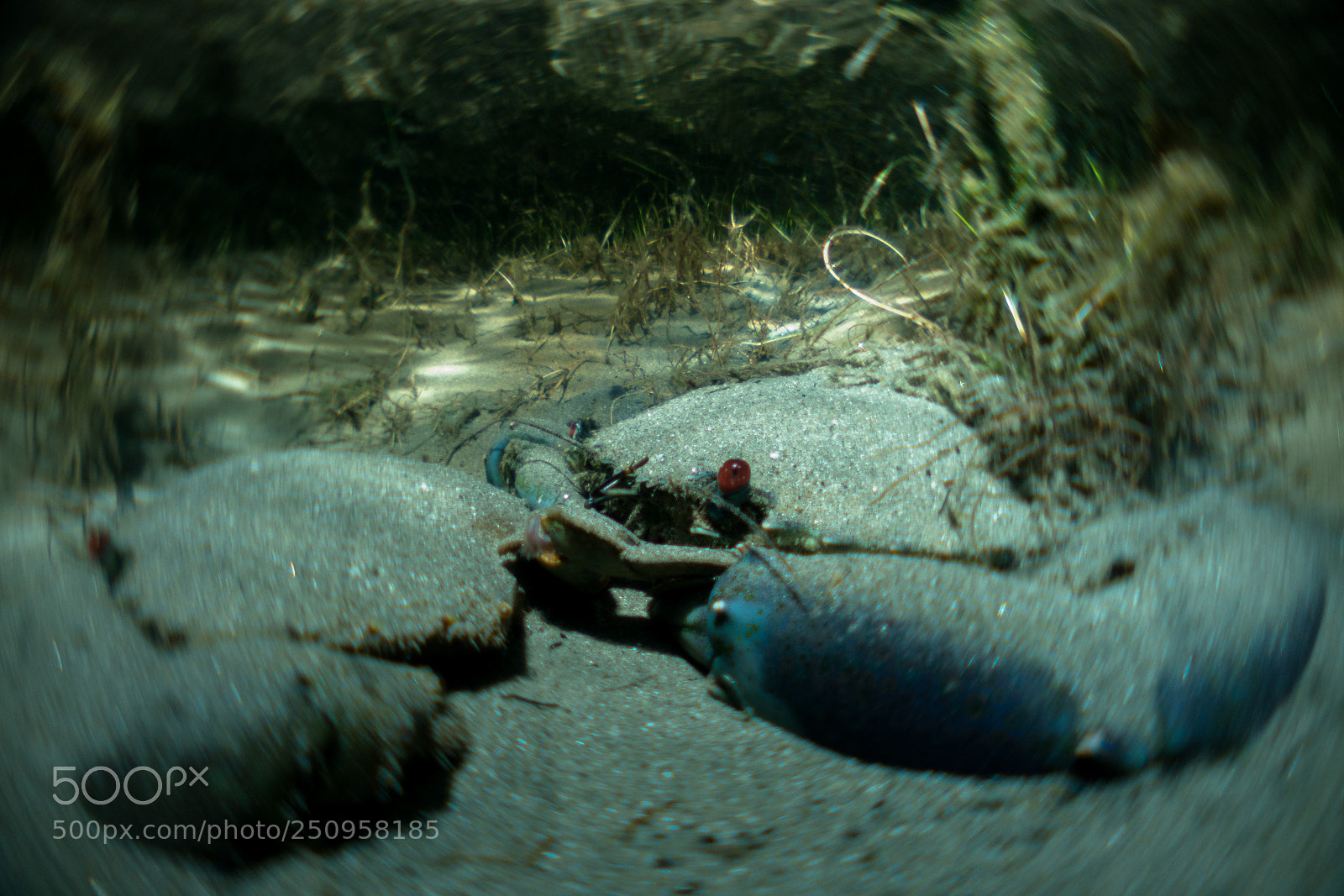 Sony Cyber-shot DSC-RX100 IV sample photo. Mudcrab pair (scylla serrata) photography