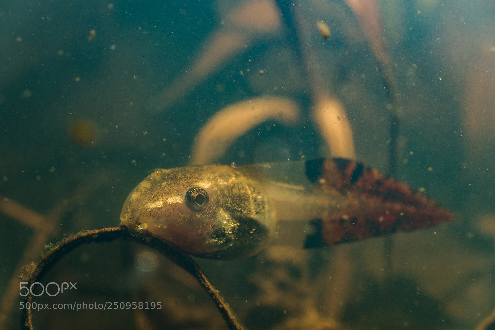 Sony Cyber-shot DSC-RX100 IV sample photo. Tawny rocket frog tadpole photography