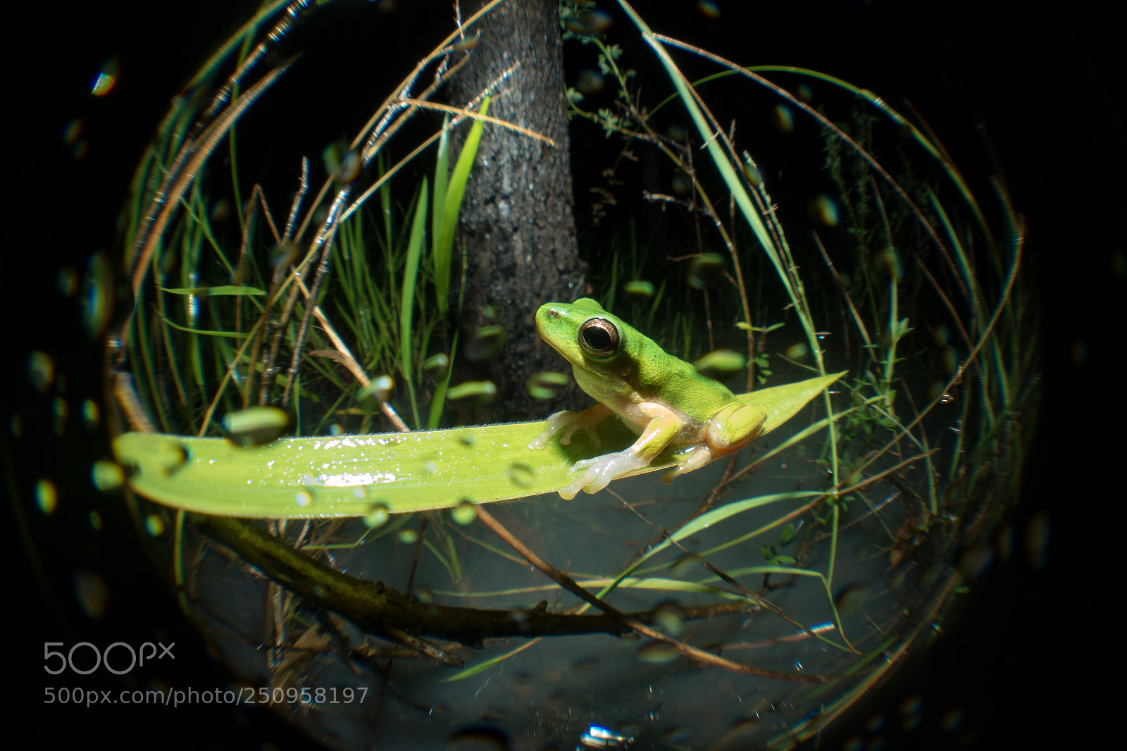 Sony Cyber-shot DSC-RX100 IV sample photo. Eastern sedge frog litoria photography