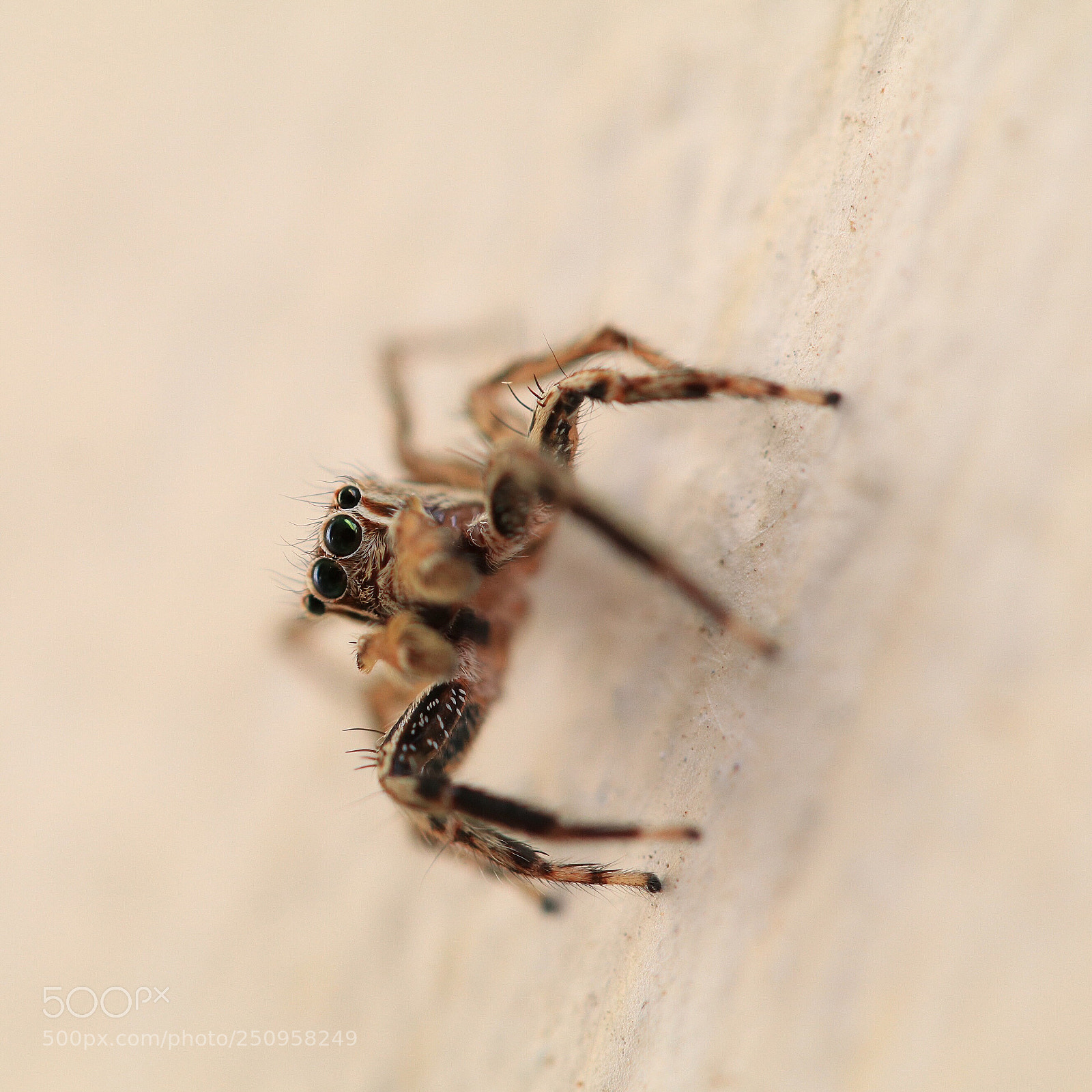 Canon EOS 80D sample photo. Spiderman photography