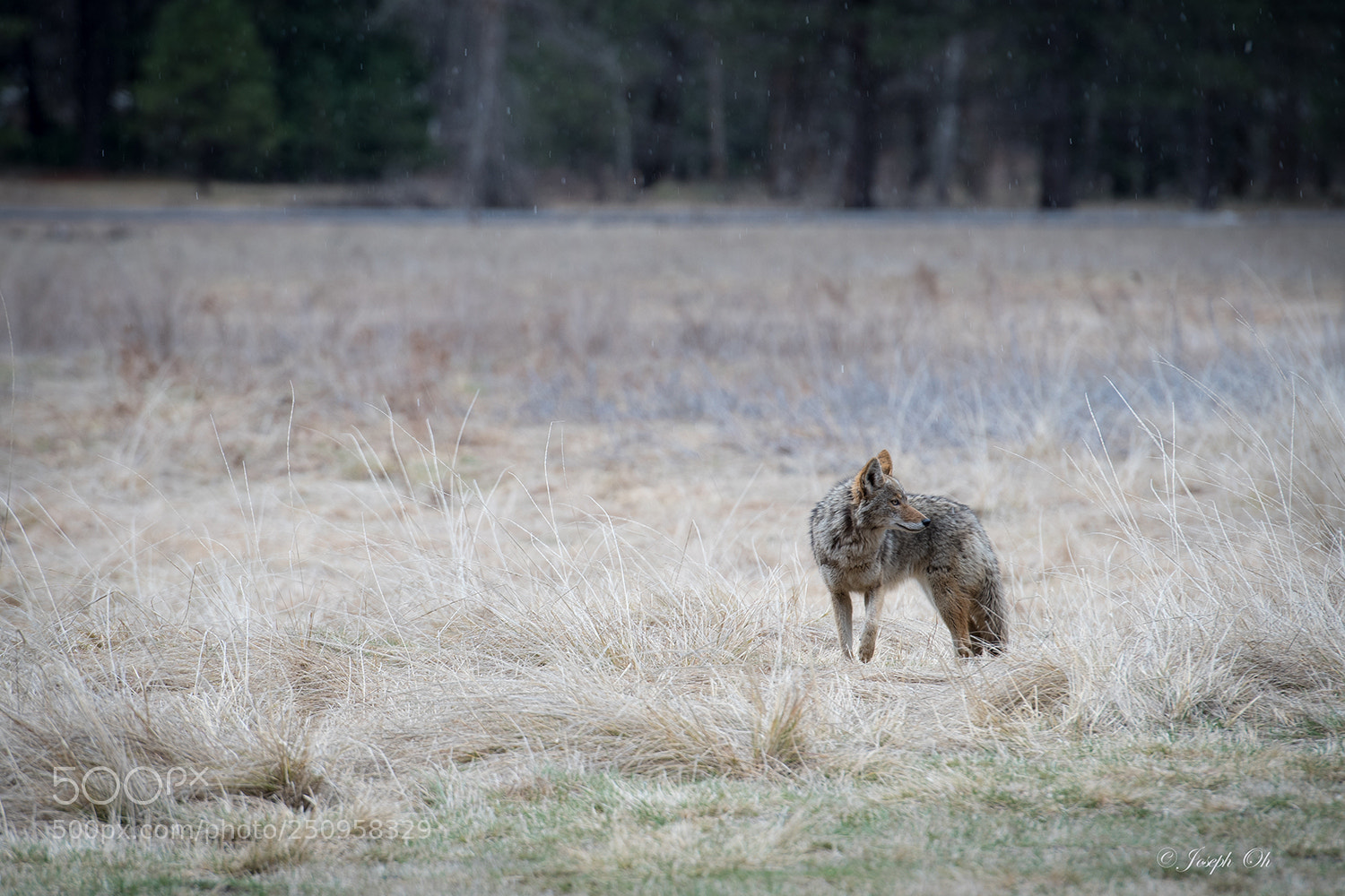 Nikon D500 sample photo. Yosemite copy photography