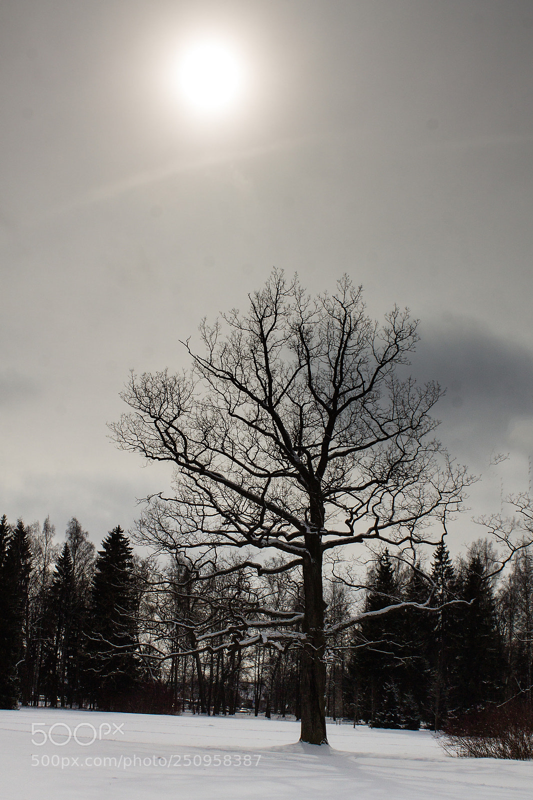 Canon EOS 1100D (EOS Rebel T3 / EOS Kiss X50) sample photo. The tree and sun photography