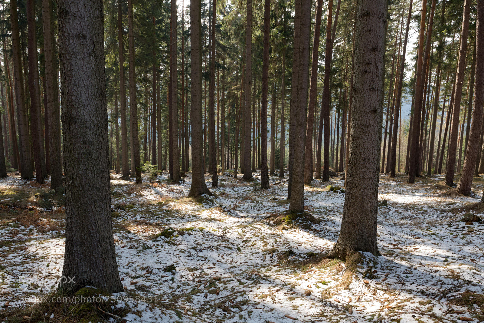 Nikon D7200 sample photo. In forest  photography