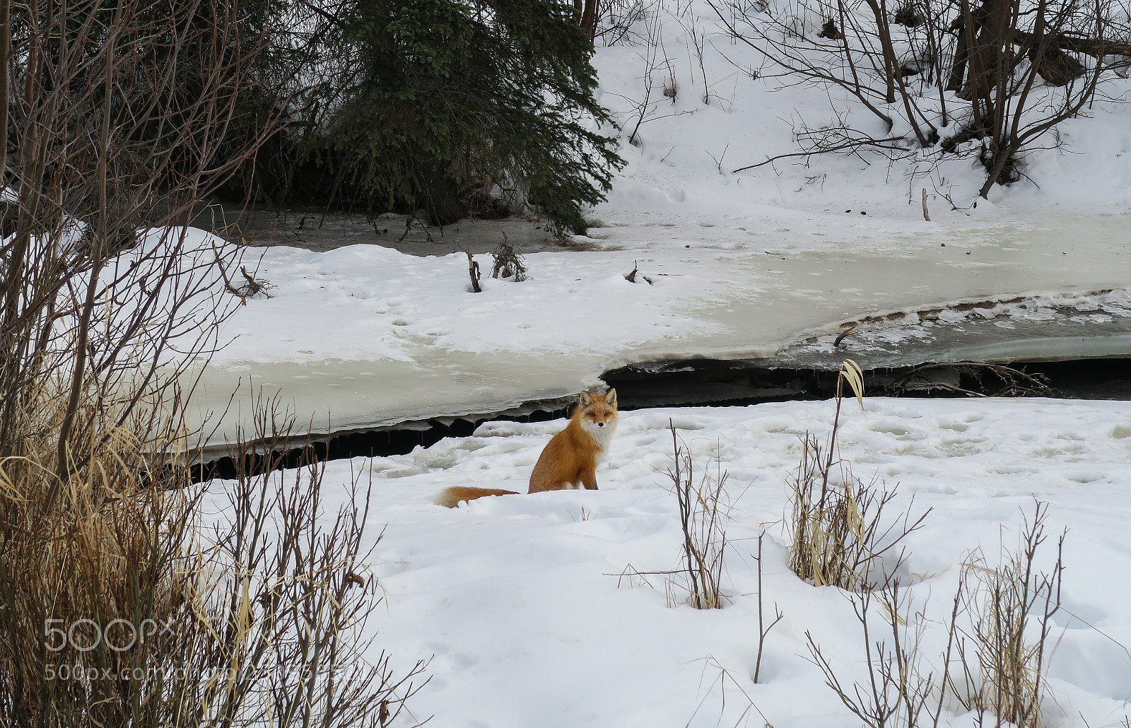 Canon PowerShot G5 X sample photo. Mr. fox photography