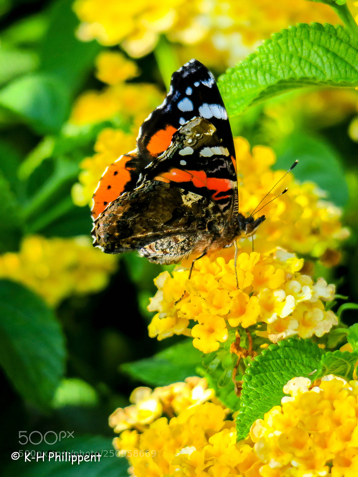 Canon PowerShot G3 X sample photo. Kassel germany , botanical photography