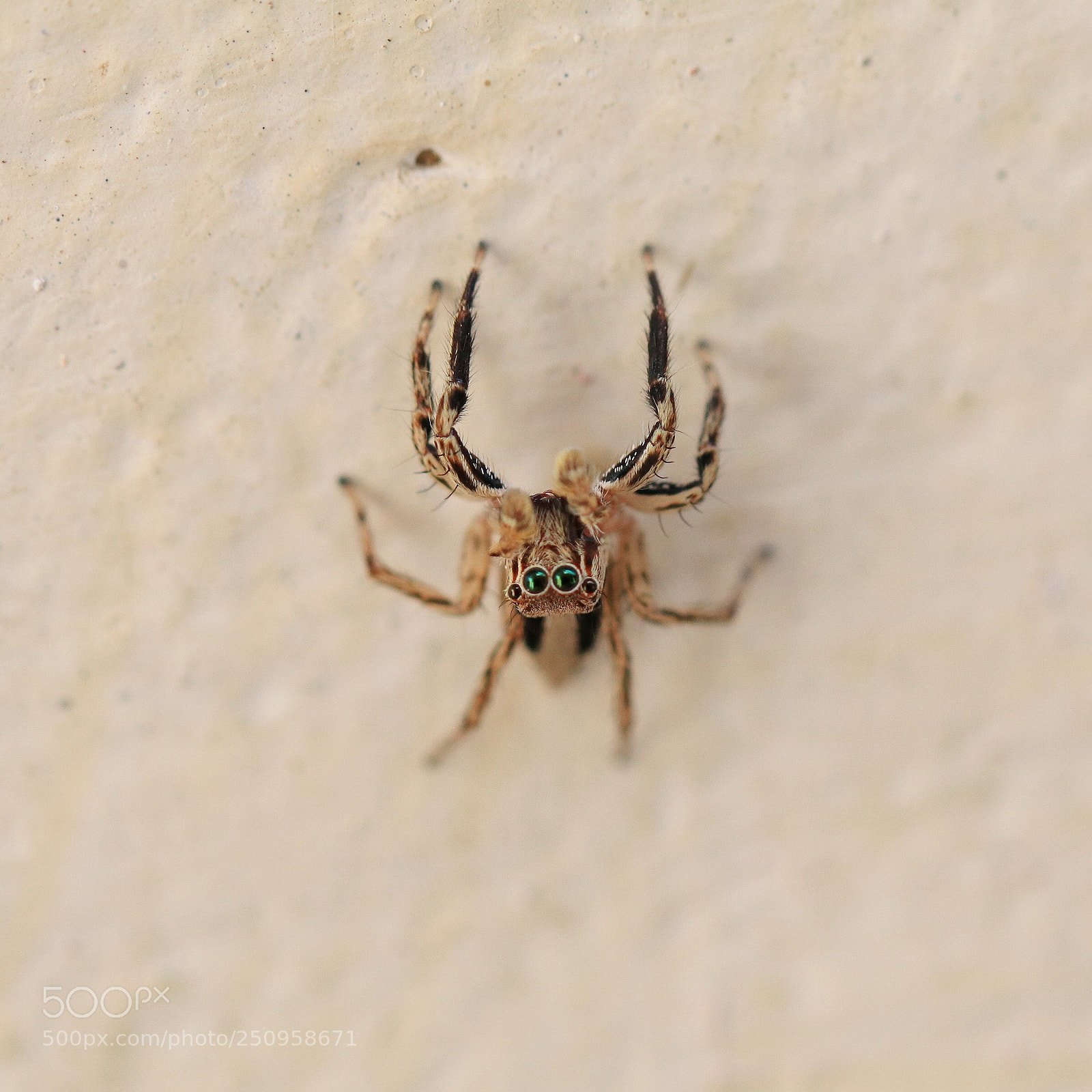 Canon EOS 80D sample photo. Spidy photography