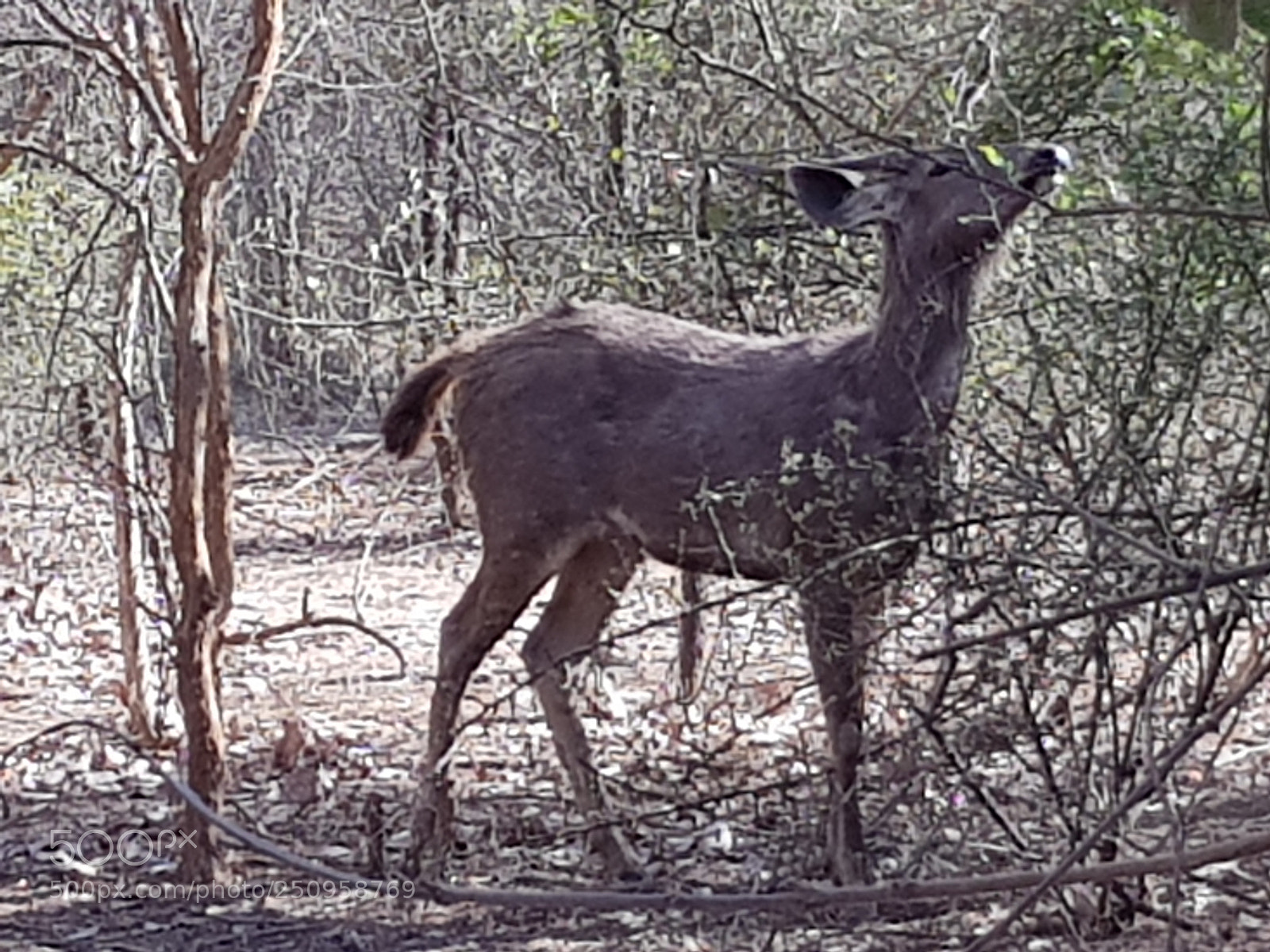 Samsung Galaxy S8 sample photo. Spotted deer photography
