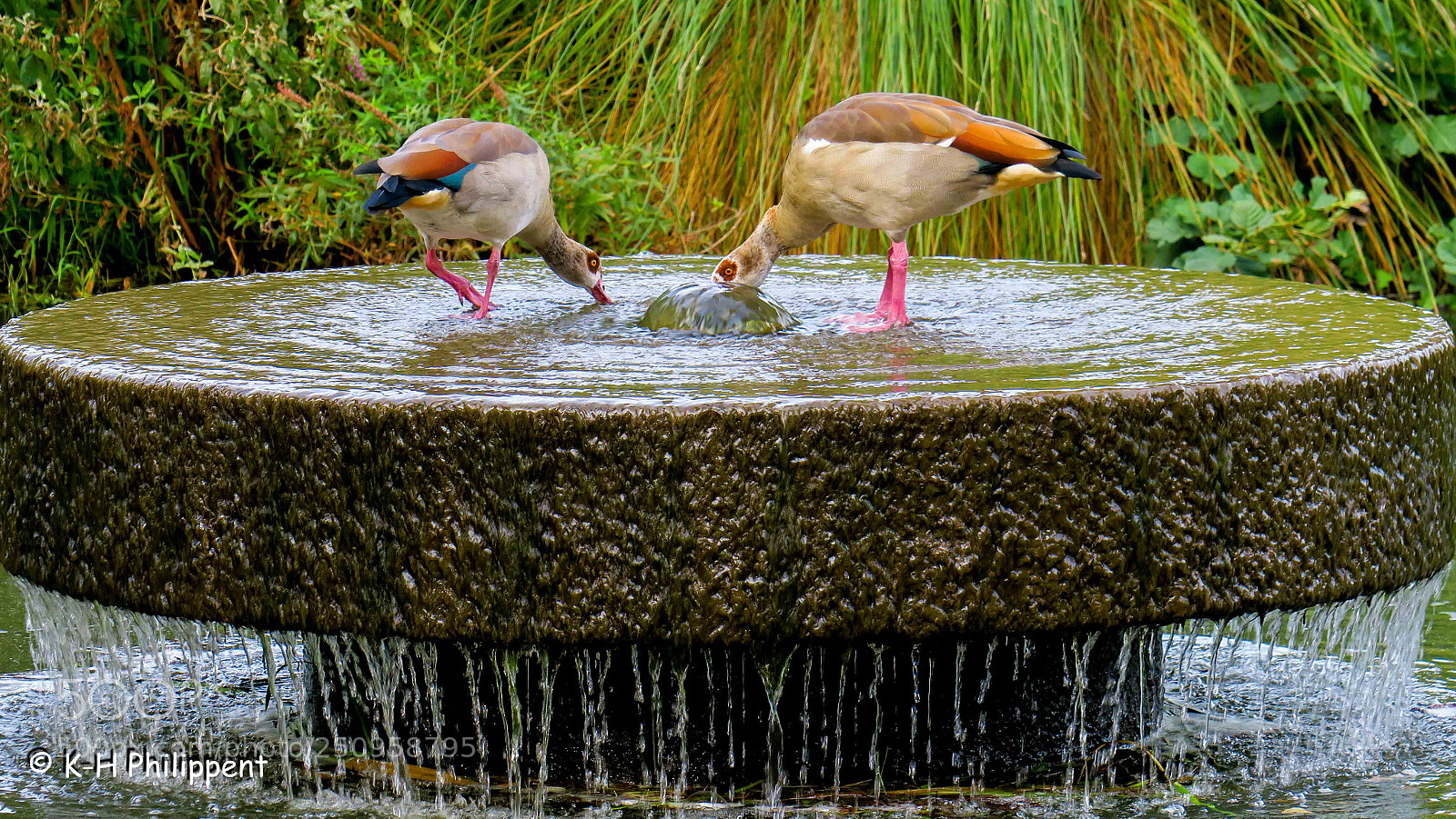 Canon PowerShot G3 X sample photo. Vellmar germany , ahnepark photography
