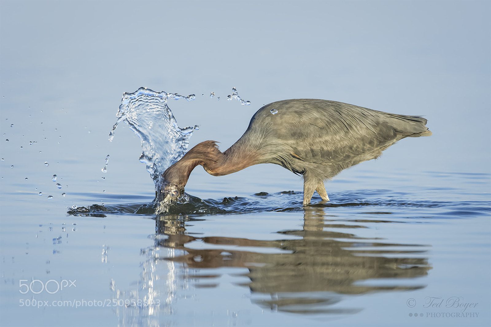Nikon D500 sample photo. Fishing blue heron photography